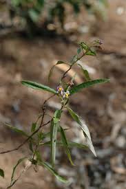 Image result for Solanum litoraneum