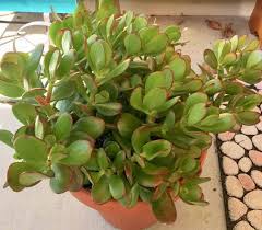 Check spelling or type a new query. Top 12 Cacti And Succulents For Full Sun Succulent Plant Care