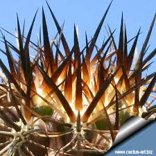 Cactus spines have many different functions, such as offering protection, shade, and slowing down air currents around the epidermis to lessen water loss. Photo Gallery Cactus Spines