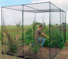 Frames can be secured in the ground by slipping end of polypipe over pickets (i.e. Https Www Salisbury Sa Gov Au Files Assets Public General Documents Live Healthy Living Living Well In The Living City Netting Fruit Trees Full Article Dec 2019 Pdf