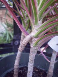 Maybe you would like to learn more about one of these? Plants Are The Strangest People Fall Guy Dracaena Marginata