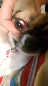 My roommate had made the same mistake a year. My Dog Got Hit In The Eye And Now Her Eye Is Surrounded By Blood Do I Need To Take Her To The Vet Asap Petcoach