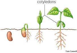 Cotyledons - How To Pronounce It? Cotyledons Meaning And Pronunciation! -  Youtube