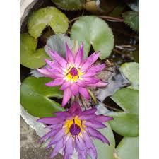 Satu lalak ringan utk sesiapa yg sudi dengar Lotus Daun Terate Tanaman Bunga Seroja Nymphaea Minim Order 2 Shopee Indonesia