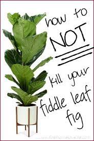 Fiddle Leaf Fig Care Fiddle Leaf Fig Care Plants Fiddle Leaf Fig