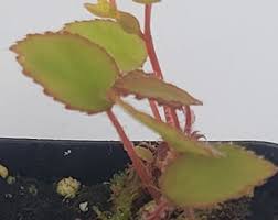 Image result for Begonia vankerckhovenii