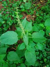 Image result for Stachys pseudonigricans