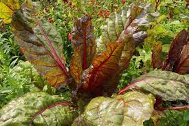 Mit einem hohen eisengehalt, einer sanften blutreinigenden wirkung und geringer oxalsäure ist mangold eine willkommene alternative zu spinat. Mangold Ernten Ab Wann Und Wie Lange Geht Die Erntezeit Selbstversorger De