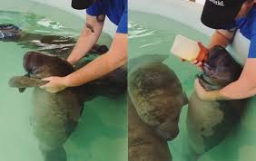 Maybe you would like to learn more about one of these? This Video Of A Baby Manatee Being Bottle Fed Is Guaranteed To Lift Your Mood The Irish News