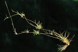 Image result for Sporobolus spicatus