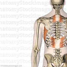 Muscle pain relief information, patient.info try our symptom checker got any other symptoms? Anatomy Stock Images Torso Musculus Serratus Anterior Posterior Inferior Superior Muscle Muscles Back View Skin Names