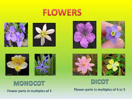Monocot floral parts are in multiples of 3; Plants Ppt Download