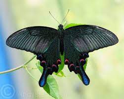 Maybe you would like to learn more about one of these? Chinese Peacock Butterfly Peacock Butterfly Butterfly Photos Butterfly