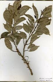 Image result for Trilepisium madagascariense