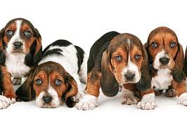 We have provided quality puppies to families looking to add a furry member to their household. Litter Of Basset Hound Puppies Photograph By Good Focused