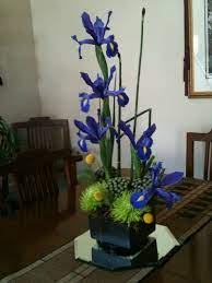 Trailing Iris Flower Class Flowers Plants