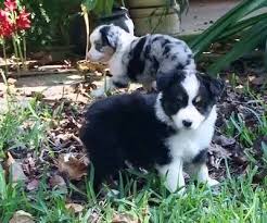 They were bred to be extremely athletic and endure all sorts of harsh weather conditions, and so are often used by. Miown Miniature Australian Shepherd Puppies Home Facebook