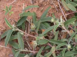 Image result for Melhania velutina