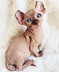 Sphynx Kittens For Sale [ Cheap] - Fast Delivery with no ...