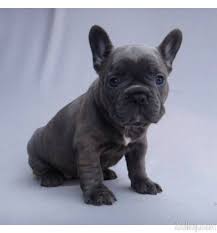 Welcome to dream valley frenchies and thank you for stopping by! French Bulldog Exclusive Puppies Price 1 800 French Bulldog Puppies French Bulldog Bulldog