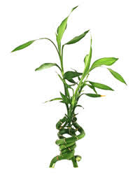 Check spelling or type a new query. Maintenance Of Lucky Bamboo Care Instructions For Lucky Bamboo Plants