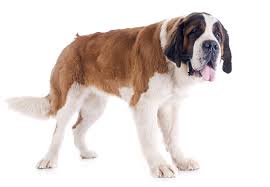 Big Dog Names 120 Larger Than Life Ideas My Dog S Name Or for cute boy dog names fit for a prince? big dog names 120 larger than life