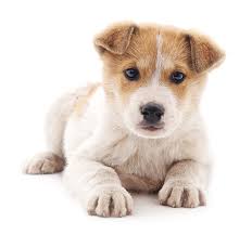 Will be returned to earth in a respectful manner along with other pets that have been in our care (pick up is included in the cost. Nova Scotia Spca
