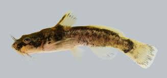 Image result for Platostoma montanum