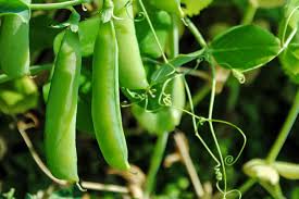 English peas have a sweet flavor and are what you purchase at the grocery store in a can. 3 Types Of Peas For Your Garden