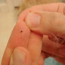 Ehrlich pest control of norcross, ga. Essential Pest Control Tips In Georgia Georgia Pest Control Any Pest