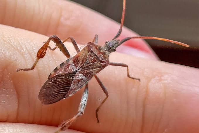 Western Conifer Seed Bug Bite — Symptoms, Identification, and Risks -  BugKnow