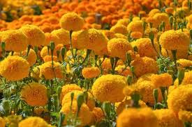 Image result for Tagetes erecta
