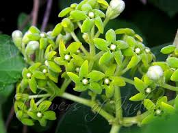 Image result for Marsdenia