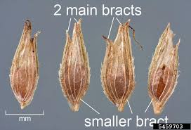 Image result for Kyllinga brevifolia