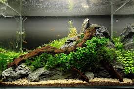 Pin By Steven Mcbride On Planted Aquariums Aquarium Fish Tank Tropical Fish Aquarium Nature Aquarium