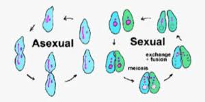 Asexual Vs Sexual Reproduction Difference And Comparison