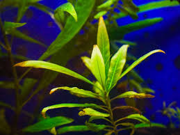 Image result for Hygrophila cataractae