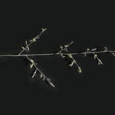 Image result for Eragrostis cylindriflora