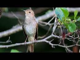 bahcede oten bulbul sesi canli youtube