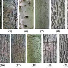 The leaves are dark green color. Pdf Tree Species Identification From Bark Images Using Convolutional Neural Networks