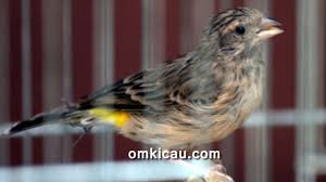 Perbedaan blackthroat boswana dan somerini. Tips Singkat Menjodohkan Burung Blackthroat Om Kicau