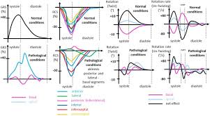▪ герпес вирус 6 типа. Speckle Tracking Echocardiography In A Patient With Viral Myocarditis And Acute Myocardial Infarction Journal Of Cardiology Cases