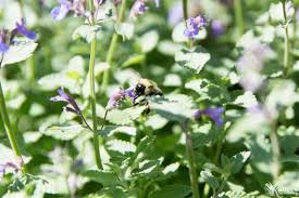 Check spelling or type a new query. Planting Bee Gardens Kalleco Nursery Corp