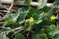 Image result for Cucumis aetheocarpus