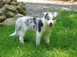Pin Von Atelier Laura Auf Puppy Love Border Collie Welpen Niedliche Hunde Hunde Welpen