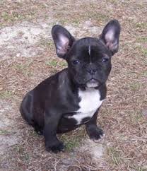Their name literally translates to badger dog in german. List Of Boston Terrier Mix Breed Dogs