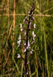 Image result for Disa aconitoides