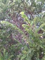 Image result for Acacia tenuispina