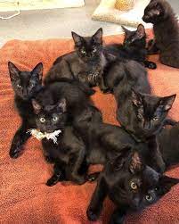 Find cats and kittens locally for sale or adoption in toronto (gta) : We Just Have A Ton Of Sweet Black Kittens Animal Shelter Services Wags Pet Adoption In Westminster Ca