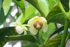 Extending the life of cells also means making them work better. Achacha Facts And Health Benefits